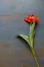single red tulip on a cyan wooden table