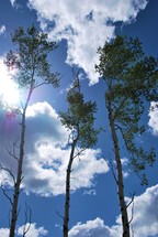 tall trees and blue sky 