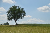single tree in a spring field 
