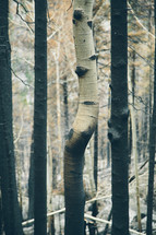 burnt trees after a forest fire 