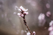 blossoms on a branch