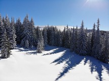 evergreen trees on a snow covered mountaintop 