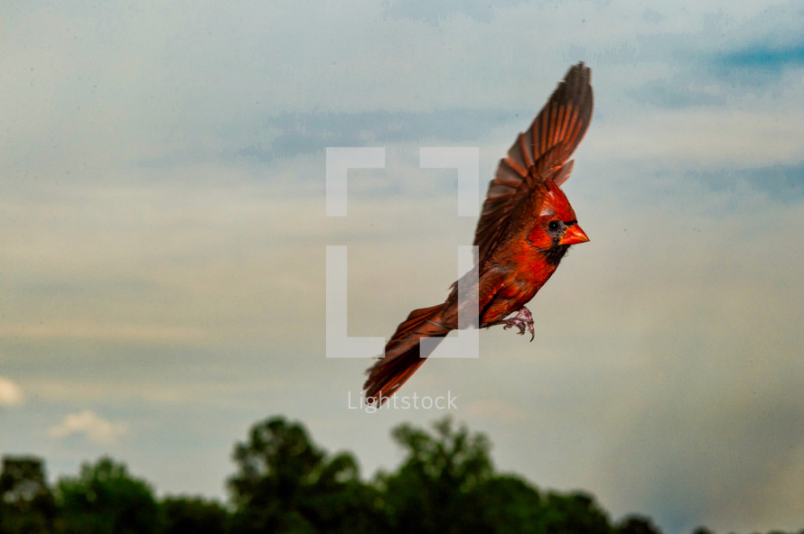 red cardinal in flight 