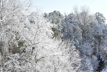 frosty trees in a forest 