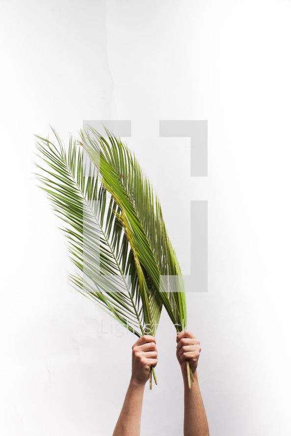 hands holding up Palm fronds against a white background 