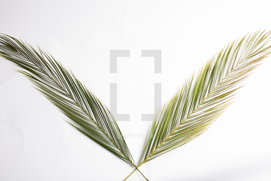 crossing Palm fronds against a white background 