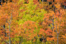 autumn trees in a forest 