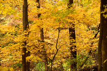 yellow leaves on fall trees in a forest 