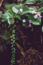 small pink flowers on the forest floor 