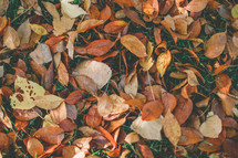 brown fall leaves in grass 