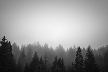 Hazy tree tops in a forest