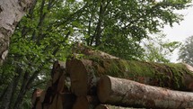 Logs cut in the forest