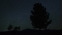 Timelapse of a multitude of stars beyond a pine tree at night