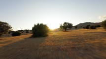 The Green Of The Trees Coloring The Orange Italian Land 