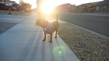 A woman walking her dog in a neighborhood at sunset