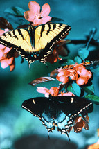 Two Swallowtail butterflies 