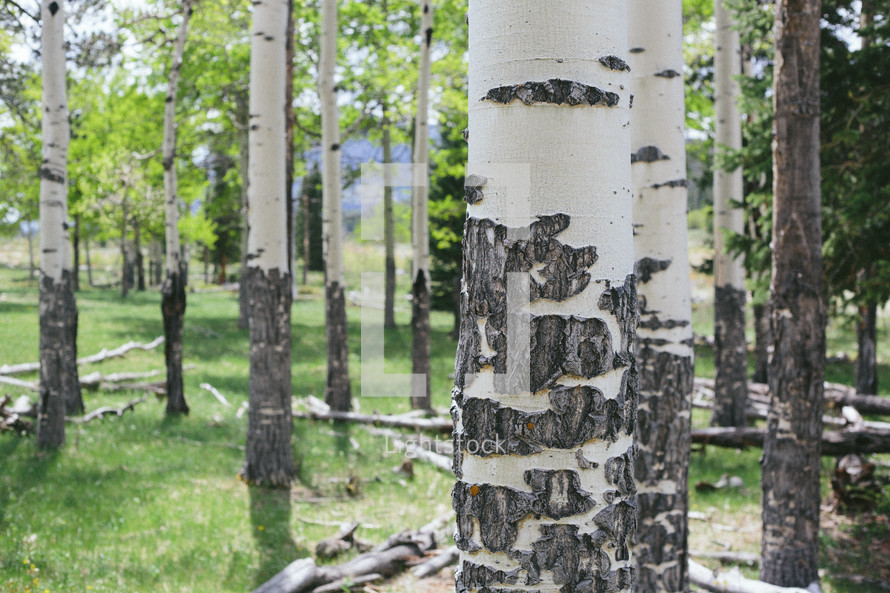 white bark on tree trunks