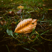 wet fall leaf 