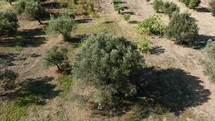Field with olive trees. Aerial view 