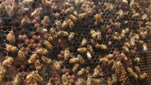 Bees work for the production of honey