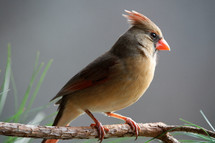 female cardinal on a branch 