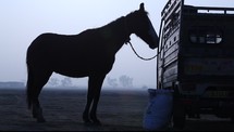 horse tied to a truck