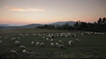 Herd of sheep grazing on a meadow near mountains at dusk.
