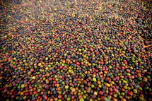 coffee berries in Uganda 