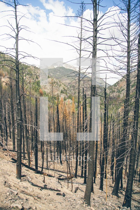 burnt trees in a forest after a forest fire 