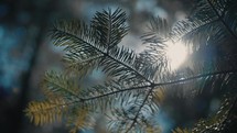 sunlight through pine branches 