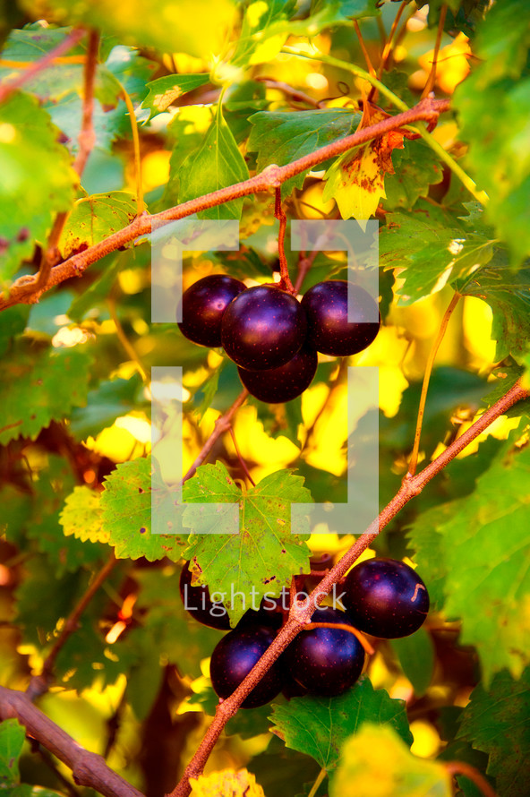Ripened Muscadine Grapes, Piedmont of North Carolina.