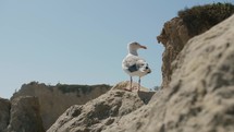 seagull at malibu beach