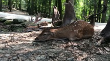 resting deer 