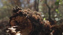 Mushroom Conks Grow on the Trunk of a Tree, Sign of Rot Within