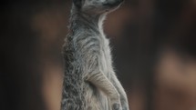 African meerkat (Suricata suricatta) surveys area for any threats