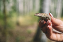Lizard in female hands. Beautiful reptile. Exotic tropical animals concept. High quality photo.