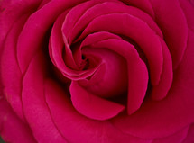 fuchsia rose 
