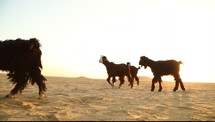 goats in a desert 
