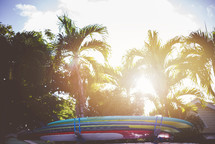 surfboards and palm trees