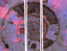 abstract fossil background