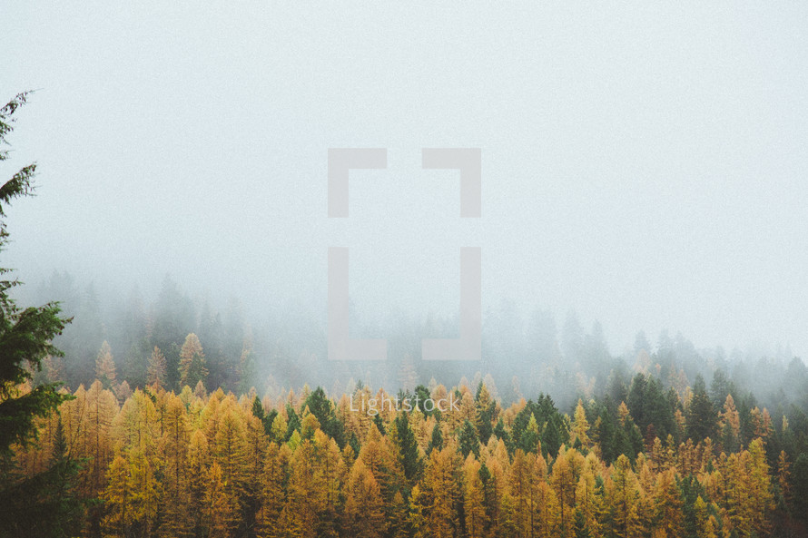 fog over an autumn forests 
