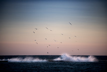 seagulls and waves 