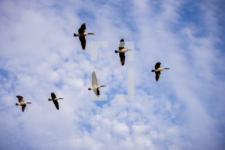 geese flying in a V