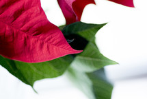 green leaves of a poinsettia 