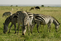 Zebra's grazing