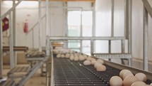 Eggs on a conveyor belt in a large chicken farm