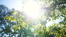 Sunlight on summer tree branches 