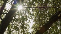 Slow motion tracking shot of sun rays shining through a tree