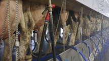 Milking process of cows in a large dairy farm