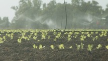 Sprinklers water lettuce plants in a large field after planting, slow motion footage